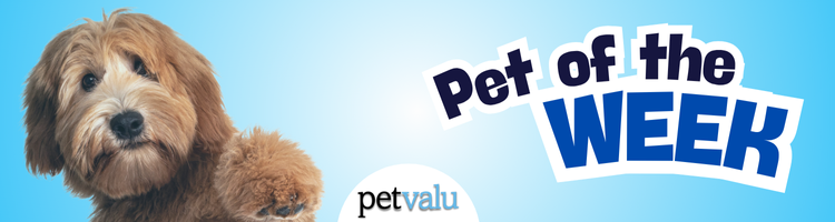 Coastal Courier - Pet of the Week - 122531